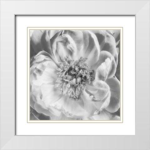 Blooming Intellect 3 White Modern Wood Framed Art Print with Double Matting by Poinski, Dianne