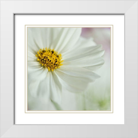White Cosmos White Modern Wood Framed Art Print with Double Matting by Poinski, Dianne