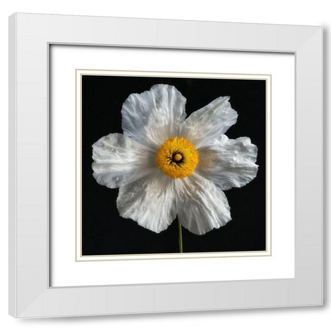 Matilija Poppy White Modern Wood Framed Art Print with Double Matting by Poinski, Dianne