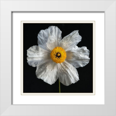Matilija Poppy White Modern Wood Framed Art Print with Double Matting by Poinski, Dianne