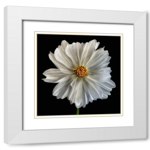 Daisy White 1 White Modern Wood Framed Art Print with Double Matting by Poinski, Dianne