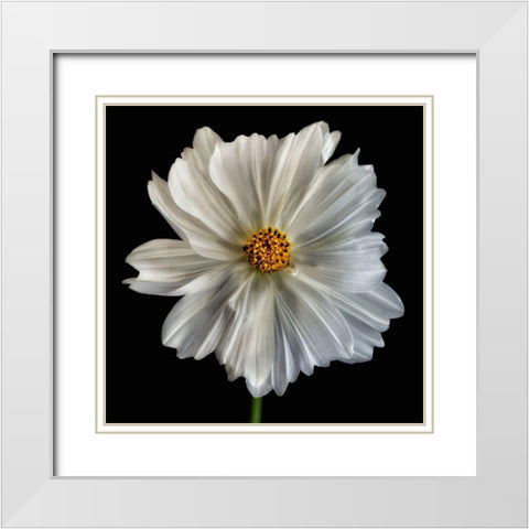 Daisy White 1 White Modern Wood Framed Art Print with Double Matting by Poinski, Dianne