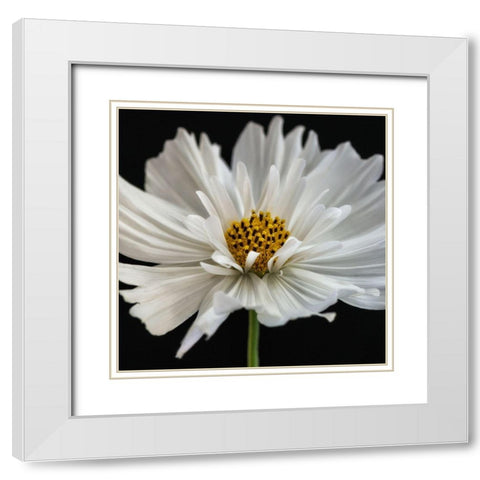 Daisy White 2 White Modern Wood Framed Art Print with Double Matting by Poinski, Dianne