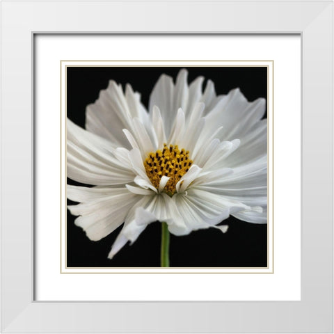 Daisy White 2 White Modern Wood Framed Art Print with Double Matting by Poinski, Dianne