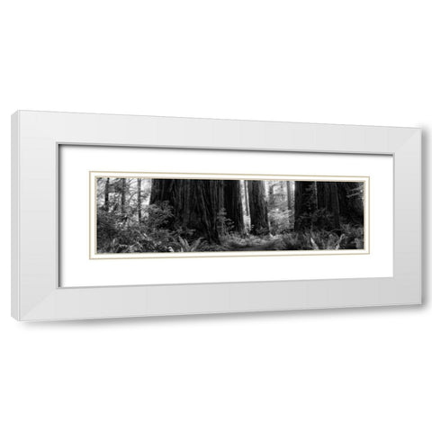 Redwoods White Modern Wood Framed Art Print with Double Matting by Rowland, Joseph