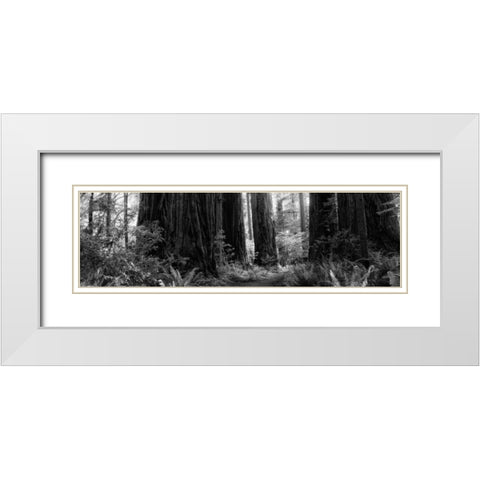 Redwoods White Modern Wood Framed Art Print with Double Matting by Rowland, Joseph
