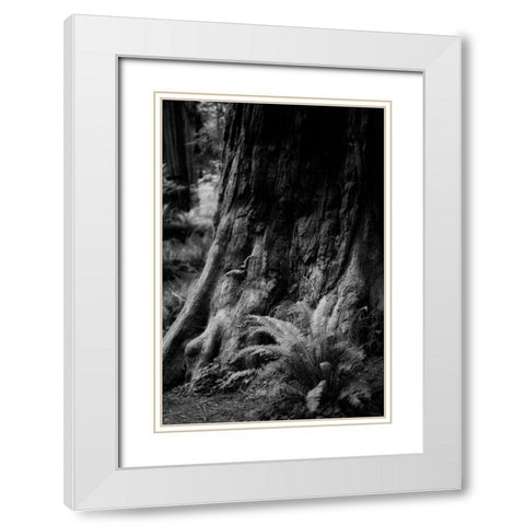 Ancient Trunk White Modern Wood Framed Art Print with Double Matting by Rowland, Joseph