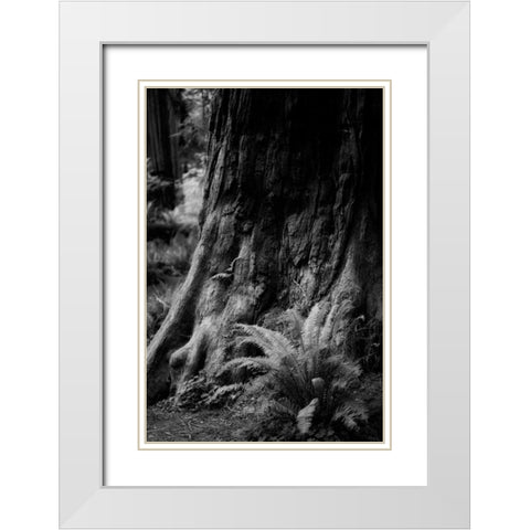 Ancient Trunk White Modern Wood Framed Art Print with Double Matting by Rowland, Joseph