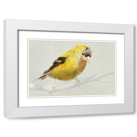 Goldfinch White Modern Wood Framed Art Print with Double Matting by Butcher, Sarah