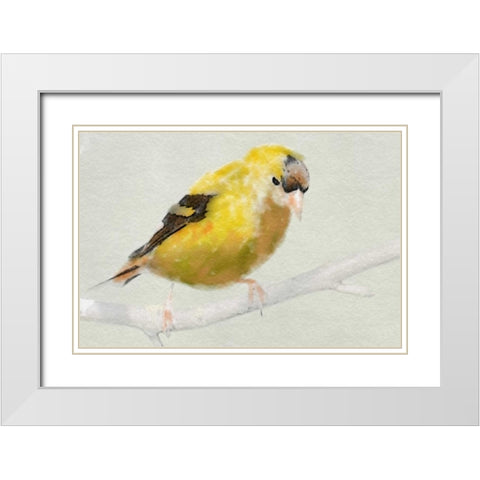 Goldfinch White Modern Wood Framed Art Print with Double Matting by Butcher, Sarah