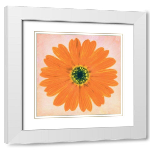 DAISY CHAIN 3 White Modern Wood Framed Art Print with Double Matting by Greene, Taylor