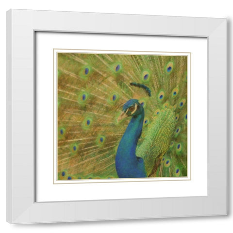 Peacock Love White Modern Wood Framed Art Print with Double Matting by Greene, Taylor