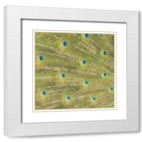 Peacock Feathers 2 White Modern Wood Framed Art Print with Double Matting by Greene, Taylor