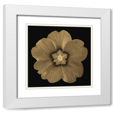 Sepia Floral A1 White Modern Wood Framed Art Print with Double Matting by Greene, Taylor