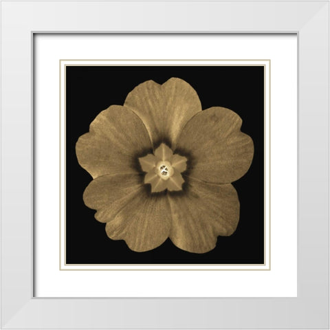 Sepia Floral A1 White Modern Wood Framed Art Print with Double Matting by Greene, Taylor