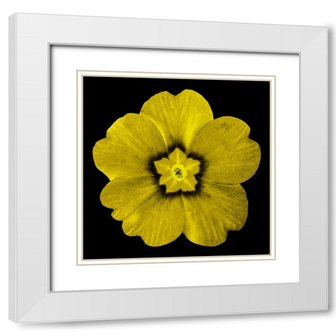 Sepia Floral I White Modern Wood Framed Art Print with Double Matting by Greene, Taylor