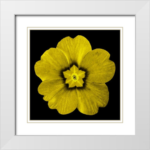 Sepia Floral I White Modern Wood Framed Art Print with Double Matting by Greene, Taylor