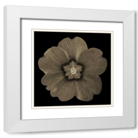 Sepia Floral I White Modern Wood Framed Art Print with Double Matting by Greene, Taylor