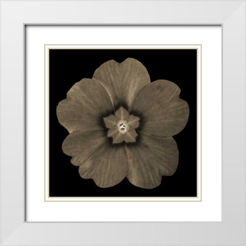 Sepia Floral I White Modern Wood Framed Art Print with Double Matting by Greene, Taylor