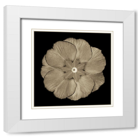 Sepia Floral II White Modern Wood Framed Art Print with Double Matting by Greene, Taylor