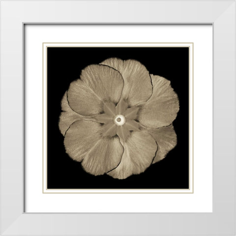 Sepia Floral II White Modern Wood Framed Art Print with Double Matting by Greene, Taylor