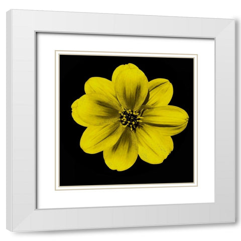 Sepia Floral C1 White Modern Wood Framed Art Print with Double Matting by Greene, Taylor