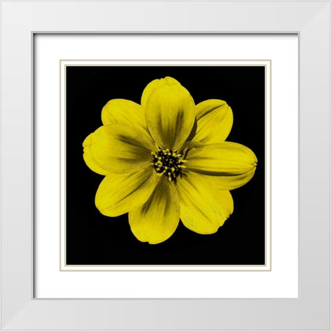 Sepia Floral C1 White Modern Wood Framed Art Print with Double Matting by Greene, Taylor