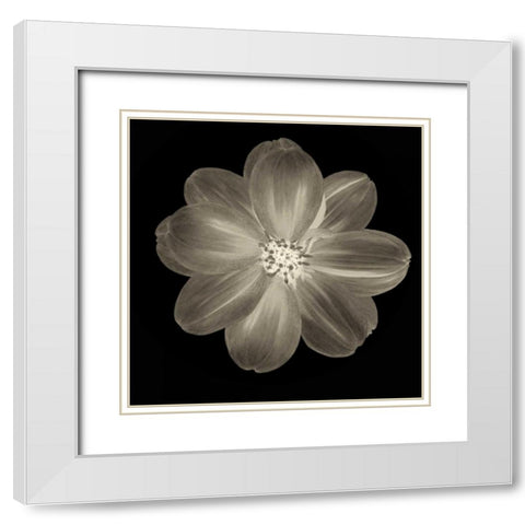 Sepia Floral III White Modern Wood Framed Art Print with Double Matting by Greene, Taylor
