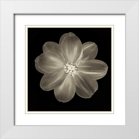 Sepia Floral III White Modern Wood Framed Art Print with Double Matting by Greene, Taylor