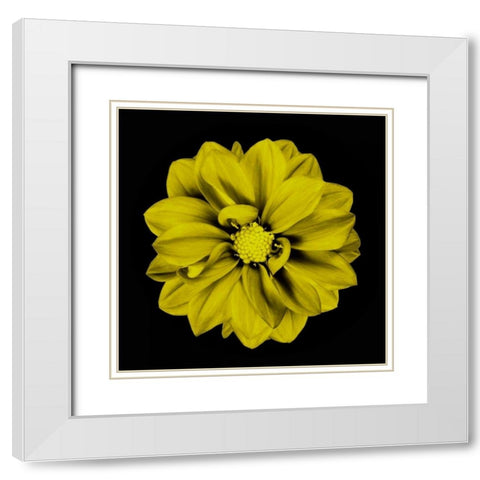 Sepia Floral IV White Modern Wood Framed Art Print with Double Matting by Greene, Taylor