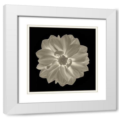 Sepia Floral IV White Modern Wood Framed Art Print with Double Matting by Greene, Taylor
