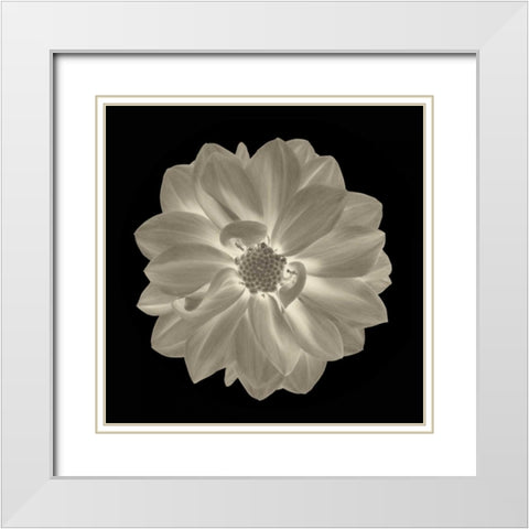 Sepia Floral IV White Modern Wood Framed Art Print with Double Matting by Greene, Taylor