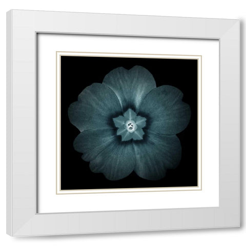 Daylight Floral I White Modern Wood Framed Art Print with Double Matting by Greene, Taylor