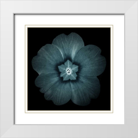 Daylight Floral I White Modern Wood Framed Art Print with Double Matting by Greene, Taylor