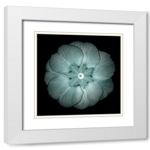 Daylight Floral II White Modern Wood Framed Art Print with Double Matting by Greene, Taylor