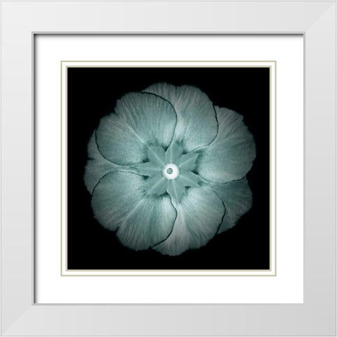 Daylight Floral II White Modern Wood Framed Art Print with Double Matting by Greene, Taylor