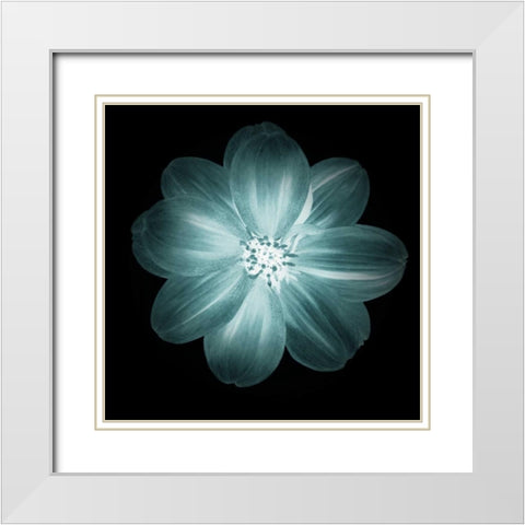 Daylight Floral III White Modern Wood Framed Art Print with Double Matting by Greene, Taylor