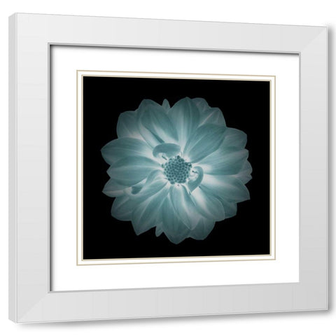 Daylight Floral IV White Modern Wood Framed Art Print with Double Matting by Greene, Taylor