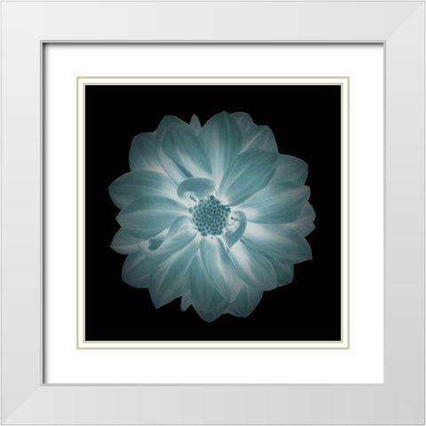 Daylight Floral IV White Modern Wood Framed Art Print with Double Matting by Greene, Taylor