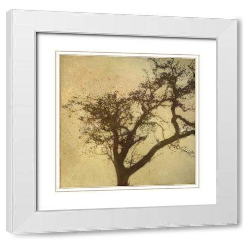 Silo Beauty Tree White Modern Wood Framed Art Print with Double Matting by Greene, Taylor