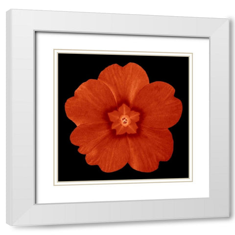 Sepia Floral 1 White Modern Wood Framed Art Print with Double Matting by Greene, Taylor