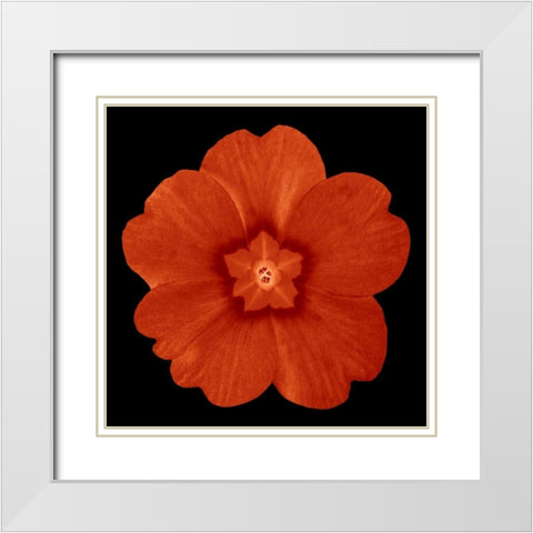 Sepia Floral 1 White Modern Wood Framed Art Print with Double Matting by Greene, Taylor
