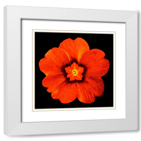 Sepia Floral 2 White Modern Wood Framed Art Print with Double Matting by Greene, Taylor