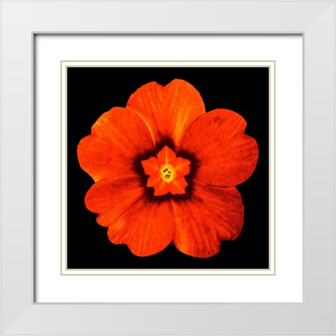 Sepia Floral 2 White Modern Wood Framed Art Print with Double Matting by Greene, Taylor