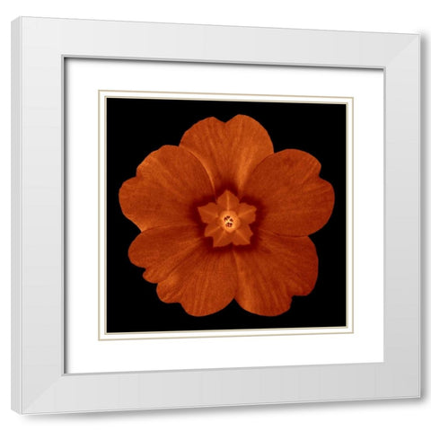 Sepia Floral C White Modern Wood Framed Art Print with Double Matting by Greene, Taylor