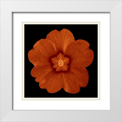 Sepia Floral C White Modern Wood Framed Art Print with Double Matting by Greene, Taylor