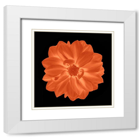 Sepia Floral A White Modern Wood Framed Art Print with Double Matting by Greene, Taylor