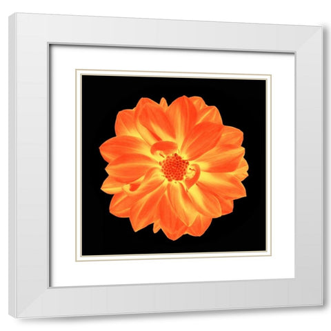 Sepia Floral B White Modern Wood Framed Art Print with Double Matting by Greene, Taylor