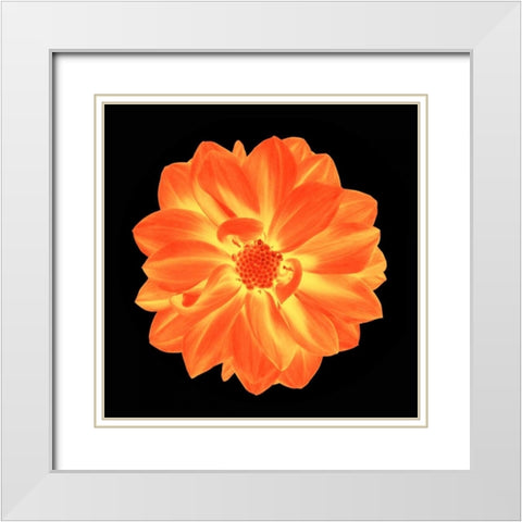 Sepia Floral B White Modern Wood Framed Art Print with Double Matting by Greene, Taylor