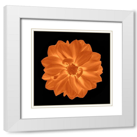Sepia Floral IV White Modern Wood Framed Art Print with Double Matting by Greene, Taylor
